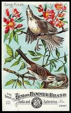 20 Songfinch